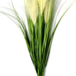 Jardin Vertical Planta Ramo Verde M1 -sheshu